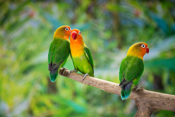 istock Fischer's lovebirds on branch 997531534