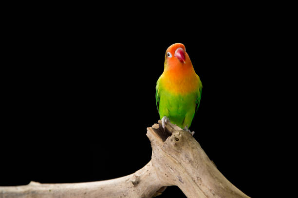Beautiful small birds in Africa. Fischer's lovebird, agapornis fischer, near threatened species.