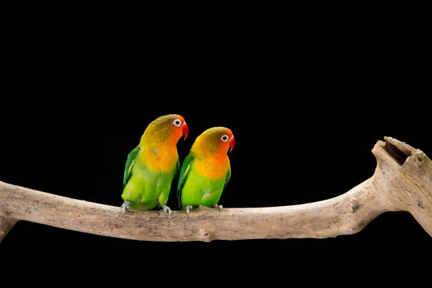 istock Fischer's lovebirds on branch 997531538