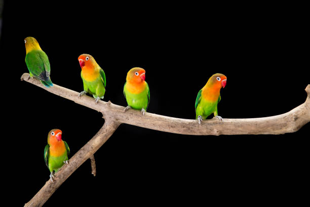 istock Fischer's lovebirds on branch 997531540