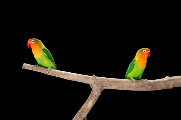istock Fischer's lovebirds on branch 997531542