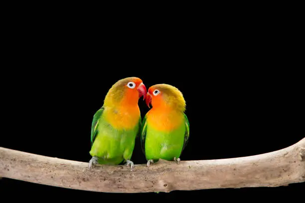 Photo of Fischer's lovebirds on branch