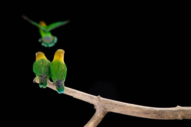 Fischer's lovebirds perching on branch at night.