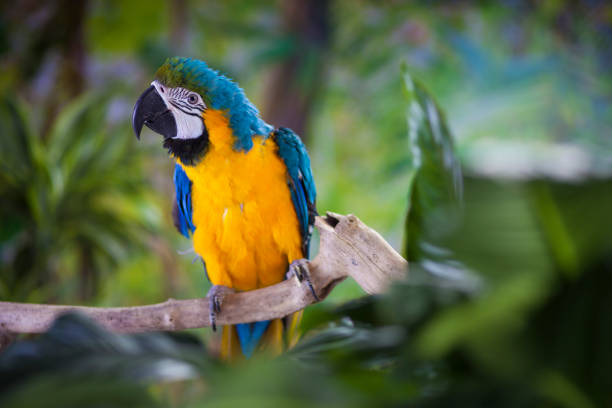 istock Blue and Yellow Macaw on branch 997531562