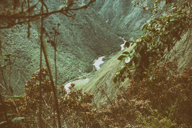 istock The river from the wild jungle. 997536666