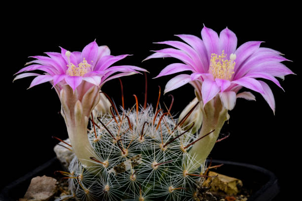 istock Cactus Mammillaria longiflora with flower isolated on Black. 997536822
