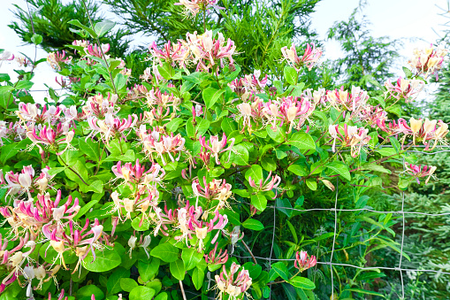 Honeysuckle (Lonicera periclymenum)) growing along a fence; photographed in dawn light. Zeiss 21mm lens