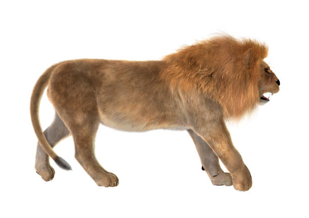 istock 3D illustration male lion on white 997544404