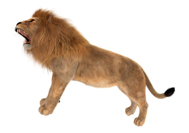 istock 3D illustration male lion on white 997544458