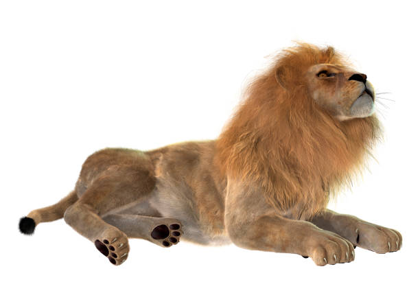 istock 3D illustration male lion on white 997544460