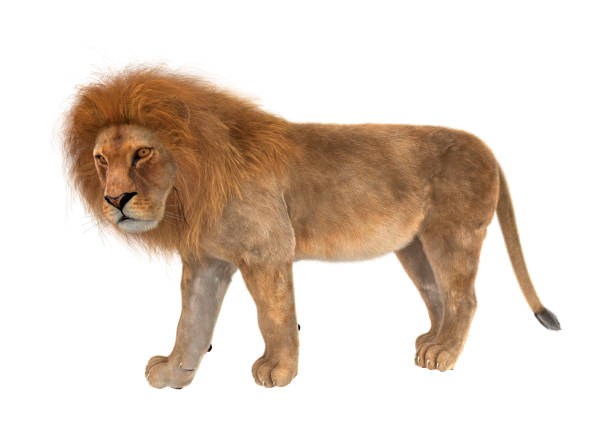 istock 3D illustration male lion on white 997544478