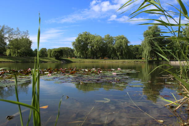 istock City public park pond in summer. 997545846
