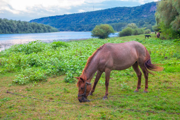 istock young horse grazing 997548296