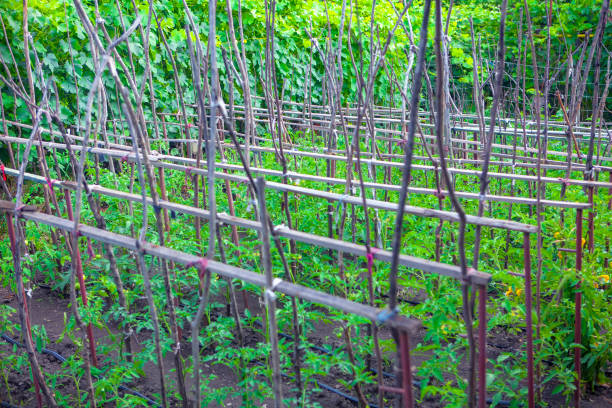 istock plantation of tomatoes 997548298