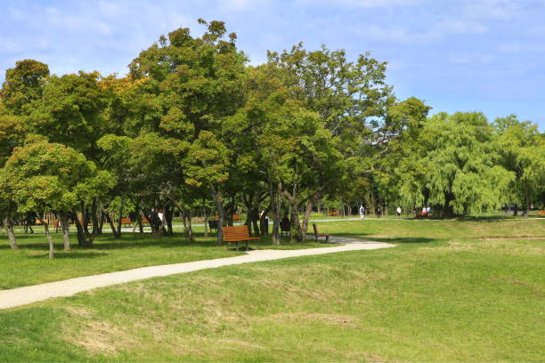 Pathway through city park in summer.