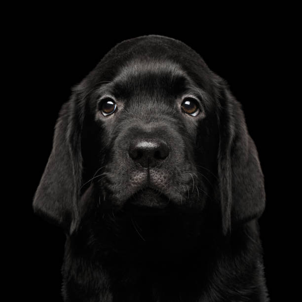 Labrador Retriever puppy isolated on black background