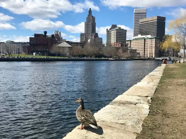 Image of a duck sat in downtown Providence Rhode Island with city skyline in background
