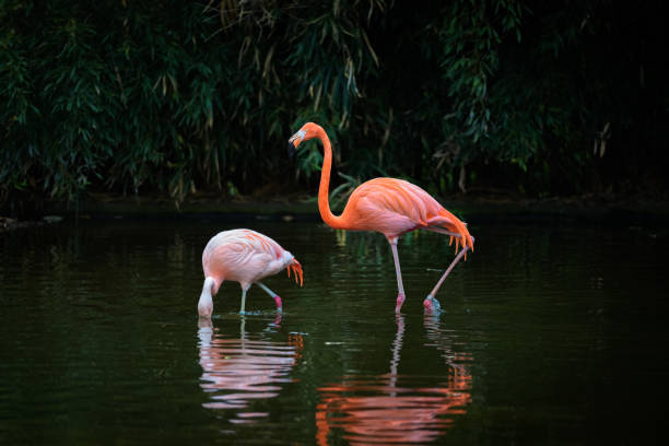 istock Two Caribbean Flamingos in a lake 997549804