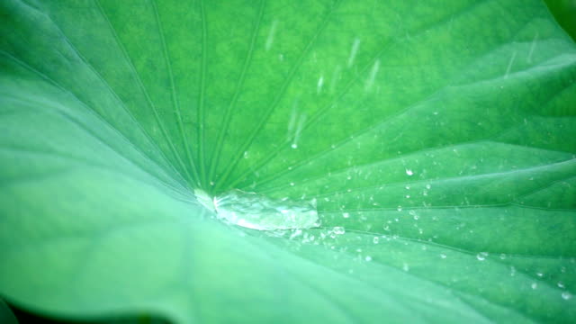 Close-up water on lotus leaf