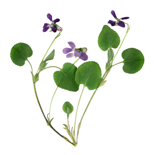 istock Pressed and dried bush forest violets, isolated on white 997554442