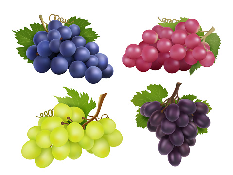 Realistic grapes. Vector set of various grape variety. Collection of grape green and purple illustration
