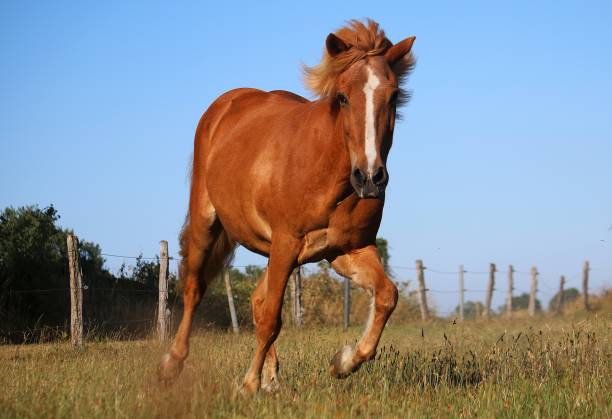 istock running island horse 997554966