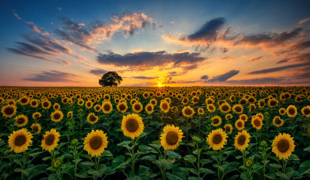 Field of blooming sunflowers and tree on a background sunset