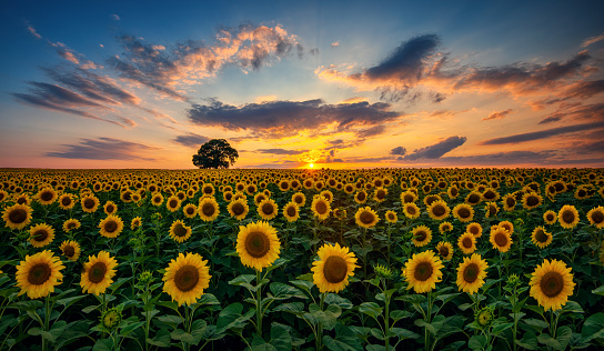 Field of blooming sunflowers and tree on a background sunset.