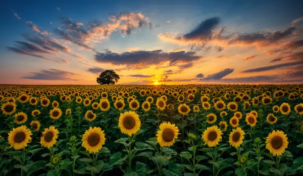 Photo of Field of blooming sunflowers and tree on a background sunset