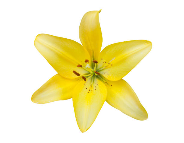 istock yellow lily flower isolated 997558550