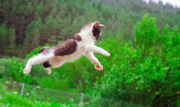 istock cute cat flying and jumping in the nature. 997558568
