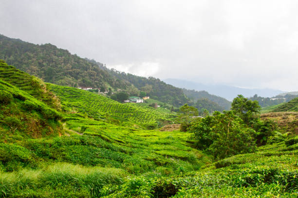 istock Tea plantations, Cameron Highlands, Pahang, Malaysia 997564040
