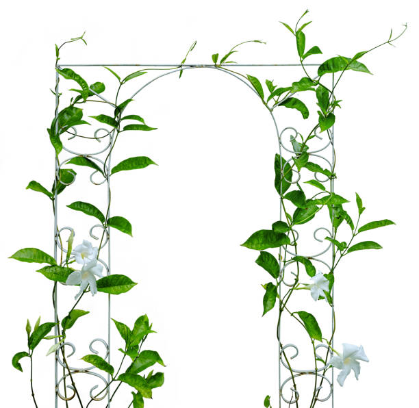Creeper vine plants with white flowers, climbing up an old rusty white colored iron decorative garden trellis, isolated on a white background.