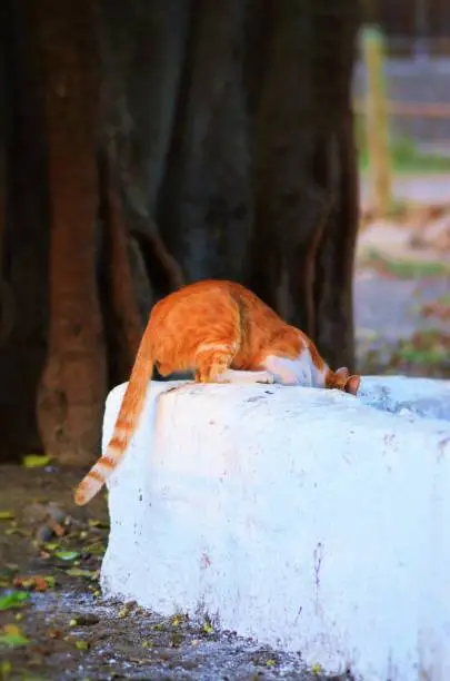 Cat in Zoo - Egypt
