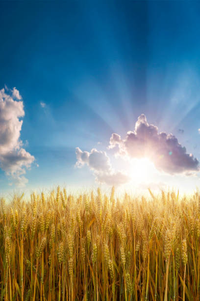 istock Golden wheat field and sunny day 997579410