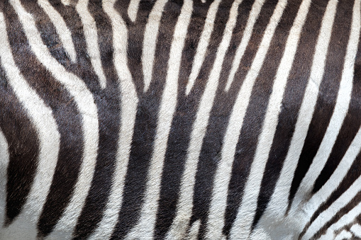 Zebra skin background. Closeup off the distinct pattern of an Imperial or Grevy's Zebra, which is indigenous to Kenya and Ethiopia and is an endangered species.
