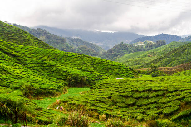istock Tea plantations, Cameron Highlands, Pahang, Malaysia 997581088