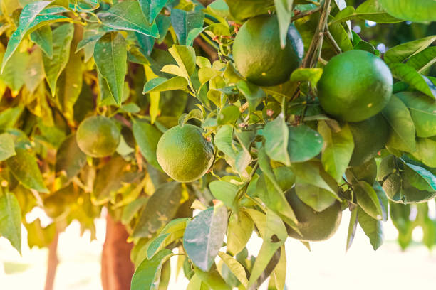 istock Close up unripe green grapefruits hanging on the tree branches with light background. Agriculture future harvest concept. Selective focus, copy space. 997584026