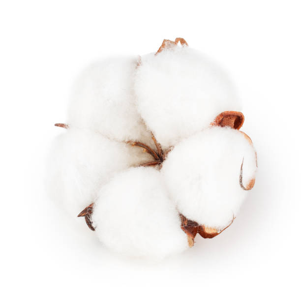 baumwolle pflanze blume isoliert auf weißem hintergrund - cotton plant dry branch stock-fotos und bilder