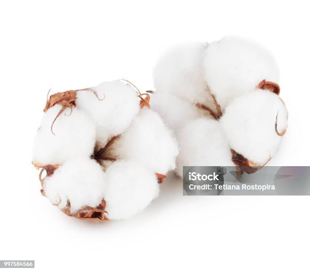 白い背景に分離された綿植物の花 - ワタの木のストックフォトや画像を多数ご用意 - ワタの木, 綿球, 木綿