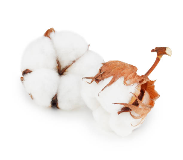 istock Cotton plant flowers isolated on white background 997584568