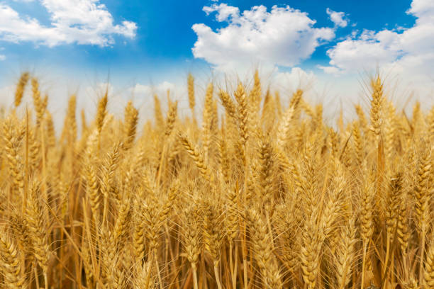 istock Golden wheat field and sunny day 997584794