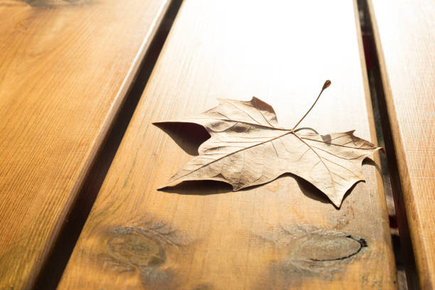 Dried leaf on a wooden table.