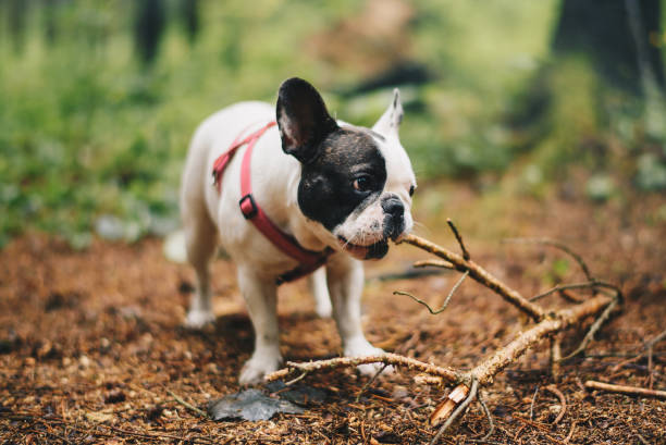 istock French Bulldog in the forest 997593386