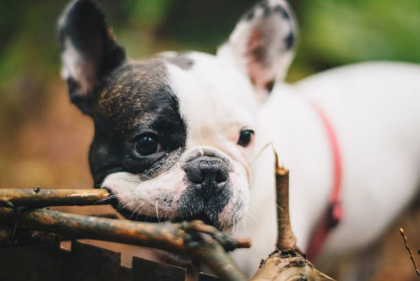 istock French Bulldog in the forest 997593388