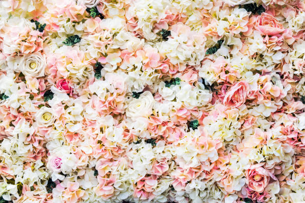 istock rose flowers are white and pink 997596240