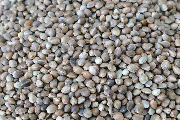 istock close-up of hemp seeds in a plate 997596472