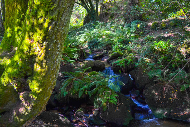 istock Small river falling through green forest full of vegetation. Pure nature 997597108