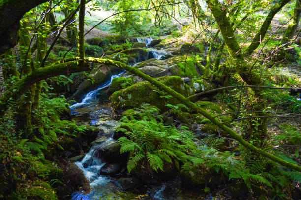 istock River flowing down through rocks in middle of a green forest 997597188