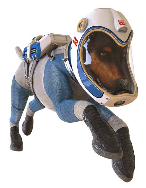 istock Dog in an astronaut's space suit. 3D illustration isolated on white. 997600624
